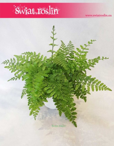 Asplenium Parvati, Paproć Asplenium Parvati, Paprotka Asplenium Parvati Zanokcica 5