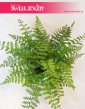 Asplenium Parvati, Paproć Asplenium Parvati, Paprotka Asplenium Parvati Zanokcica 3