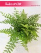Asplenium Parvati, Paproć Asplenium Parvati, Paprotka Asplenium Parvati Zanokcica 1