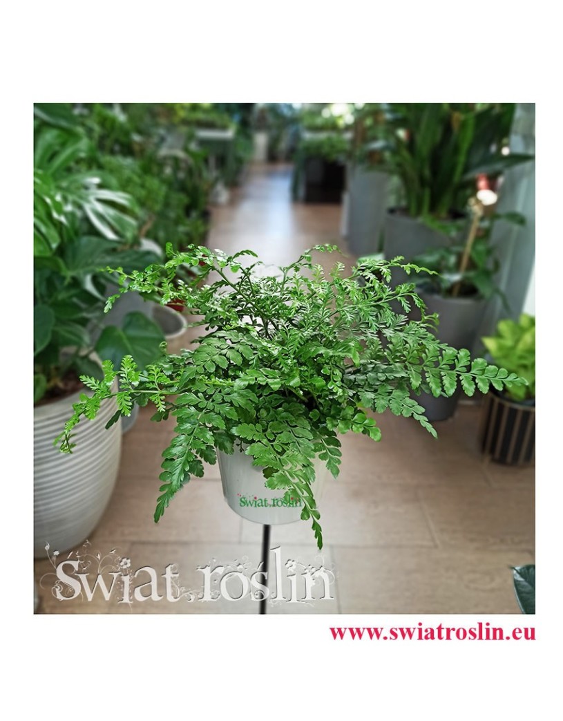 Asplenium Parvati, Paproć Asplenium Parvati, Paprotka Asplenium Parvati Zanokcica, kwiaty rośliny doniczkowe