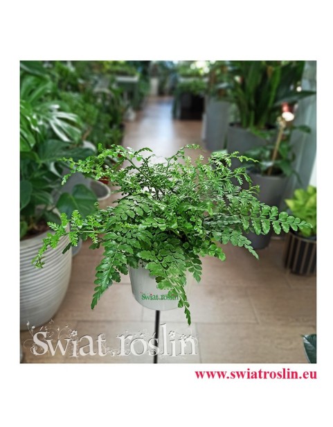 Asplenium Parvati, Paproć Asplenium Parvati, Paprotka Asplenium Parvati Zanokcica, kwiaty rośliny doniczkowe