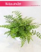 Asplenium Parvati, Paproć Asplenium Parvati, Paprotka Asplenium Parvati Zanokcica 4