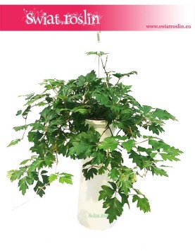 Cissus Rombolistny Ellen Danica interentowy sklep online z roślinami, Cisus Rombolistny Ellen Danica 2