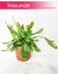 Rhipsalis Red Coral, Rypsalis Red Coral, Kaktus Red Coral, Roślina Patyczak 2