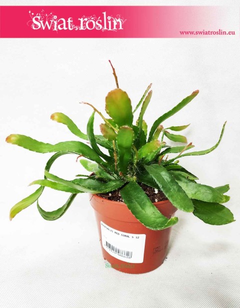 Rhipsalis Red Coral, Rypsalis Red Coral, Kaktus Red Coral, Roślina Patyczak