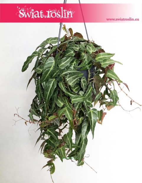 Parthenocissus Amazonica Jungle Vine, Cissus  Amazonica, Winobluszcz Amazonica, Cissus Amazoński, Jungle Vine, Parthenocissus 3