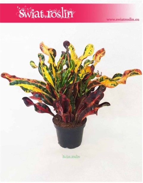 Kroton Mammi, Croton Mammi, Croton, Trójskrzyn, Codiaeum, Kroton