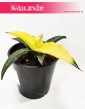 Sansevieria Star Canary, Sansewieria Star Canary, Sansewiera Star Canary, Wężownica 2