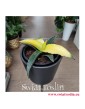 Sansevieria Star Canary, Sansewieria Star Canary, Sansewiera Star Canary, Wężownica, rośliny kolekcjonerskie Kraków