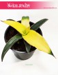 Sansevieria Star Canary, Sansewieria Star Canary, Sansewiera Star Canary, Wężownica 4