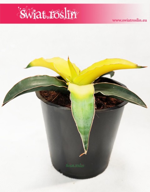 Sansevieria Star Canary, Sansewieria Star Canary, Sansewiera Star Canary, Wężownica 3