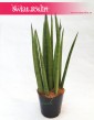 Sansevieria Bacularis, Sansewieria Bacularis, Sansevieria Cylindrica Bacularis 2