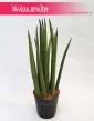 Sansevieria Bacularis, Sansewieria Bacularis, Sansevieria Cylindrica Bacularis 1