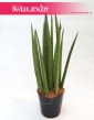 Sansevieria Bacularis, Sansewieria Bacularis, Sansevieria Cylindrica Bacularis 5