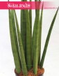 Sansevieria Bacularis, Sansewieria Bacularis, Sansevieria Cylindrica Bacularis 3