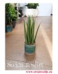 Sansevieria Bacularis, Sansewieria Bacularis, Sansevieria Cylindrica Bacularis 4