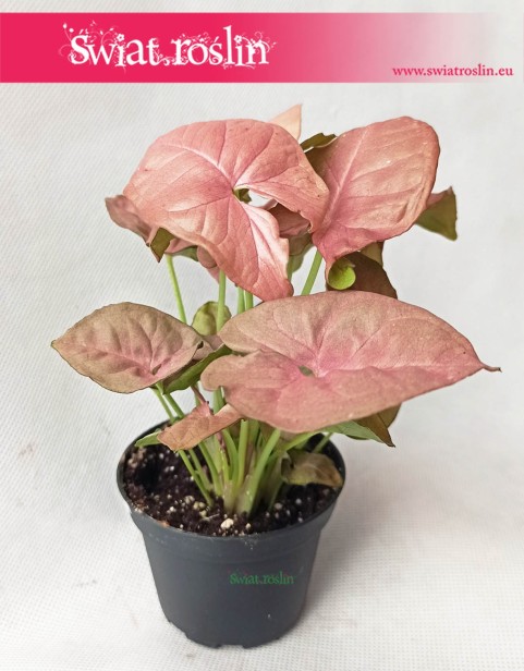 Syngonium Neon Robusta, Zroślicha 3