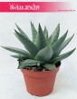 Haworthia Savanna, Haworcja Savanna, Haworsja Savanna, Haworthia Savannah, Haworcja Savannah, Haworsja Savannah 4