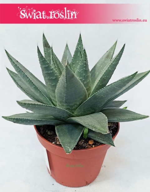 Haworthia Savanna, Haworcja Savanna, Haworsja Savanna, Haworthia Savannah, Haworcja Savannah, Haworsja Savannah 2