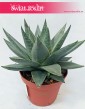 Haworthia Savanna, Haworcja Savanna, Haworsja Savanna, Haworthia Savannah, Haworcja Savannah, Haworsja Savannah 2