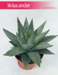 Haworthia Savanna, Haworcja Savanna, Haworsja Savanna, Haworthia Savannah, Haworcja Savannah, Haworsja Savannah 1
