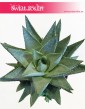 Haworthia Savanna, Haworcja Savanna, Haworsja Savanna, Haworthia Savannah, Haworcja Savannah, Haworsja Savannah 3