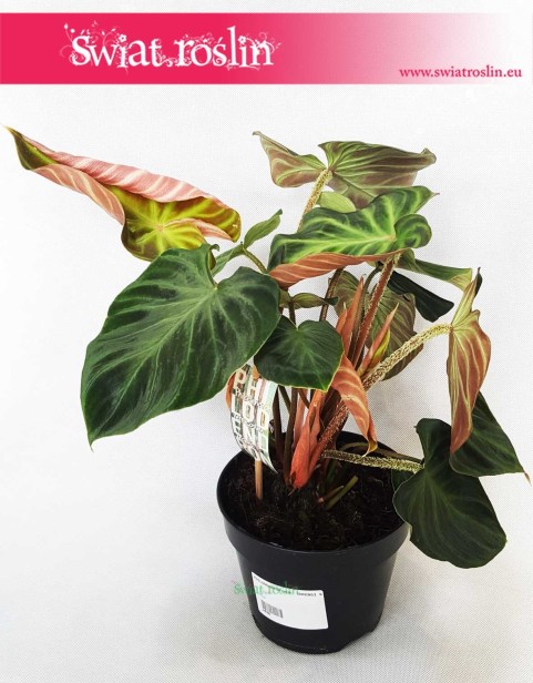 Philodendron Verrucosum Incensi, Filodendron Verrucosum Incensi, Philodendron Verrucosum, Filodendron Verrucosum, Filodendron