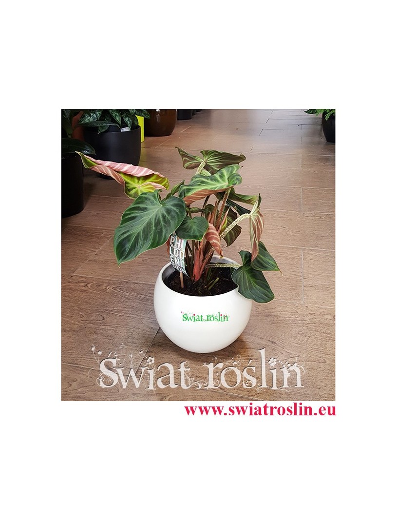 Philodendron Verrucosum Incensi, Filodendron Verrucosum Incensi, Philodendron Verrucosum, sklep z roślinami,