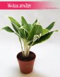 Aglaonema FLN011, Aglonema FLN011 2