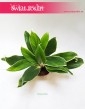Aglaonema FLN011, Aglonema FLN011 3