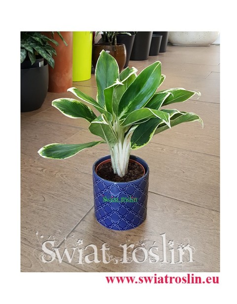 Aglaonema FLN011, Aglonema FLN011, Świat Roślin, rośliny doniczkowe, kraków rośliny, sklep z roślinami doniczkowymi