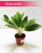 Aglaonema FLN011, Aglonema FLN011 4