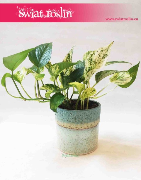 Osłonka cylindryczna lany błękit