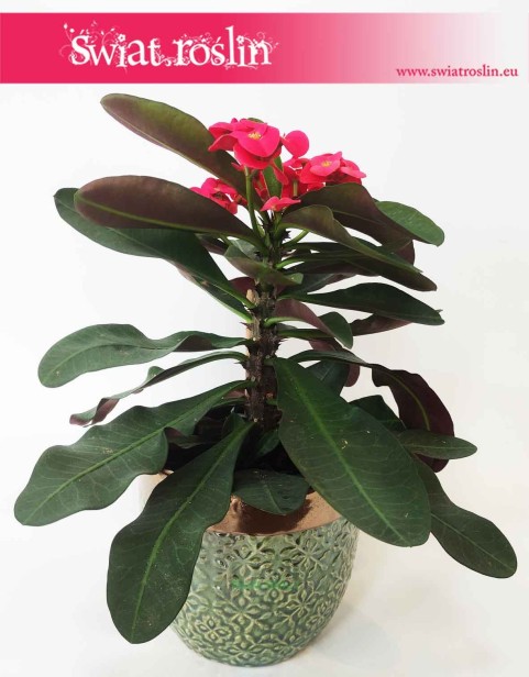 Osłonka ceramiczna zielona ze złotem 2