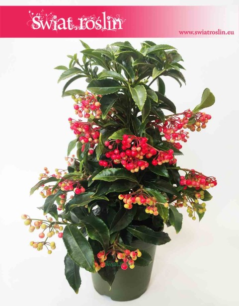 Ardisia Crenata, Ardizja Crenata