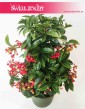 Ardizja Crenata, Ardisia Crenata, kwiaty doniczkowe sklep