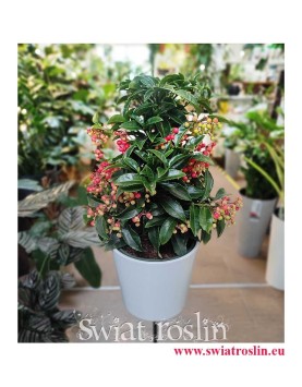 Ardisia Crenata, Ardizja Crenata, rośliny doniczkowe dekoracyjne, wysyłka doniczkowych roślin ozdobnych