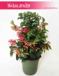 Ardisia Crenata, Ardizja Crenata, rośliny doniczkowe Kraków