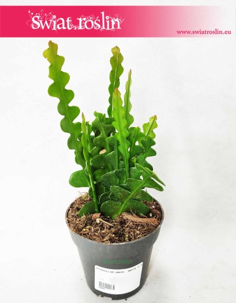 Epiphyllum Anguliger White, Epifyllum Anguliger White, Kaktus Tropikalny, Epiphyllum Anguliger, Epifyllum Anguliger