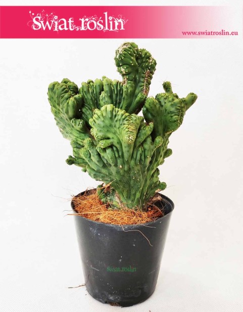 Cereus, Cereus Monstrosusa, Pałczak Monstrosusa