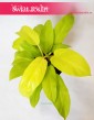 Philodendron Malay Gold, Philodendron Hansoti's Gold 5
