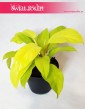 Philodendron Malay Gold, Philodendron Hansoti's Gold, Filodendron Malay Gold, Filodendron Hansotis Gold, Filodendron Lemon Lime