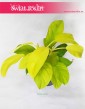 Philodendron Malay Gold, Philodendron Hansoti's Gold 3