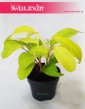 Filodendron Malay Gold, Filodendron Hansotis Gold, Filodendron Lemon Lime, Philodendron Lemon Lime, Philodendron Malay Gold 3
