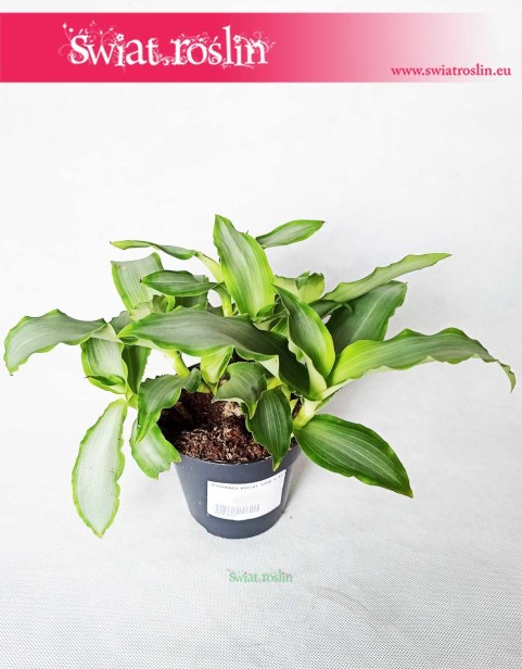 Murdannia Bright Star, Trawa Bright Star 5