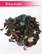 Begonia Erythrophylla Black Jungle, Ukośnica, Begonia Black Jungle, Begonia Black 1