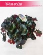 Begonia Erythrophylla Black Jungle, Ukośnica, Begonia Black Jungle, Begonia Black 2