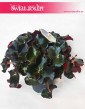 Begonia Erythrophylla Black Jungle, Ukośnica, Begonia Black Jungle, Begonia Black 4