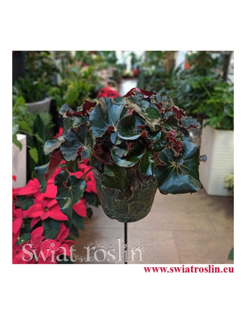 rośliny Kraków, Begonia Erythrophylla Black Jungle, Ukośnica, Begonia Black Jungle, begonia black