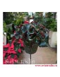 rośliny Kraków, Begonia Erythrophylla Black Jungle, Ukośnica, Begonia Black Jungle, begonia black